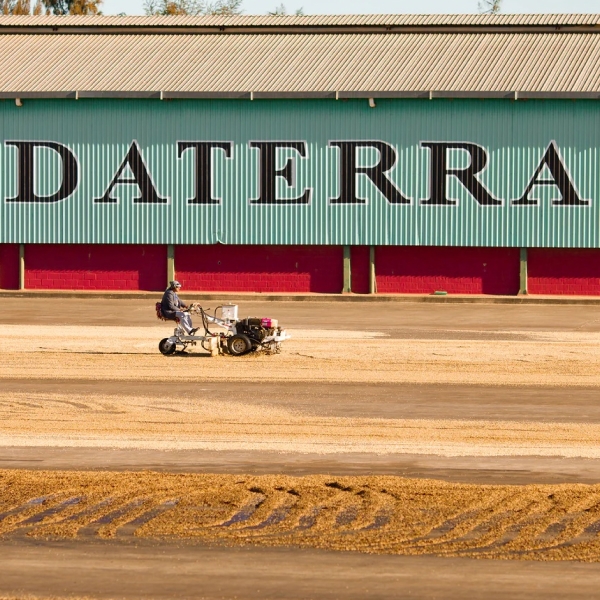 브라질 다테하 썸머 솔스티스