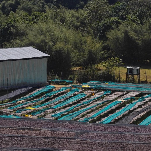 에티오피아 타미루 무라고 내추럴