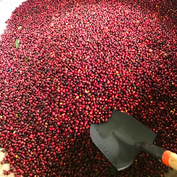 온두라스 베스트 파라이네마 8위 엘 라우렐