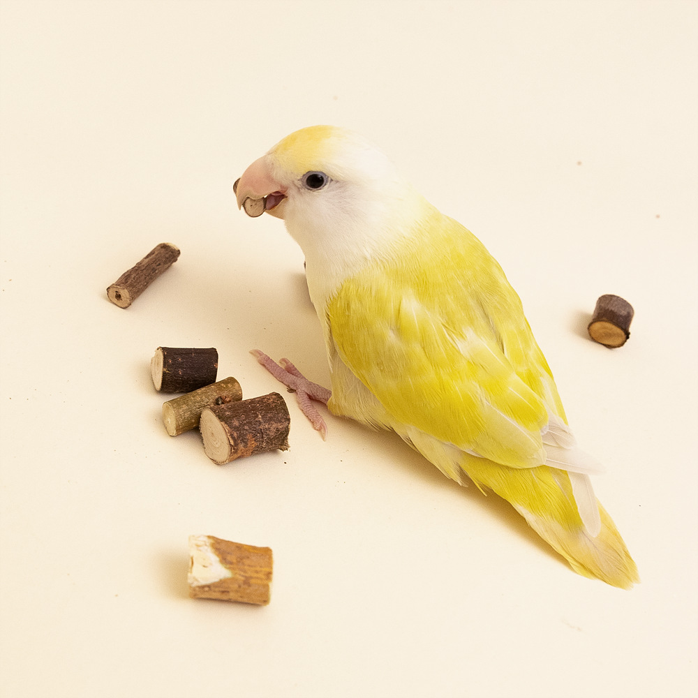 자연목 큐브 100g