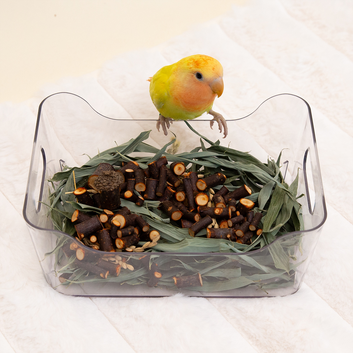 사과나무 큐브 50g