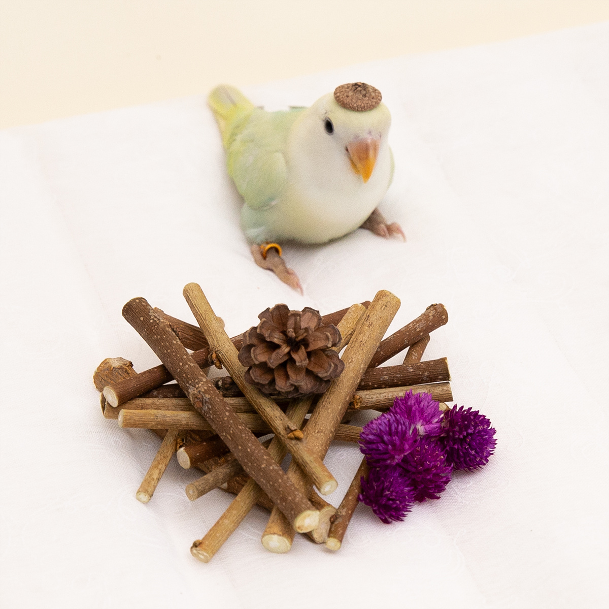 뽕나무 가지 30g