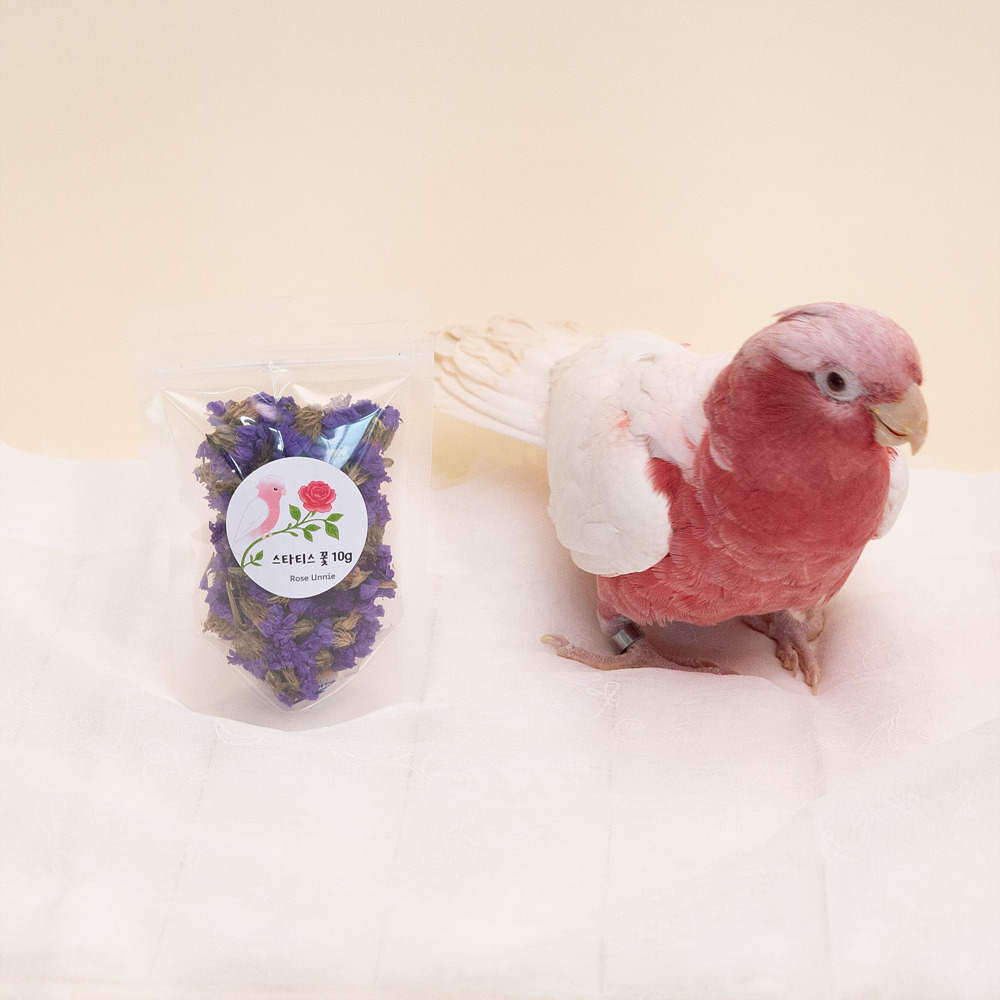 스타티스 꽃 10g