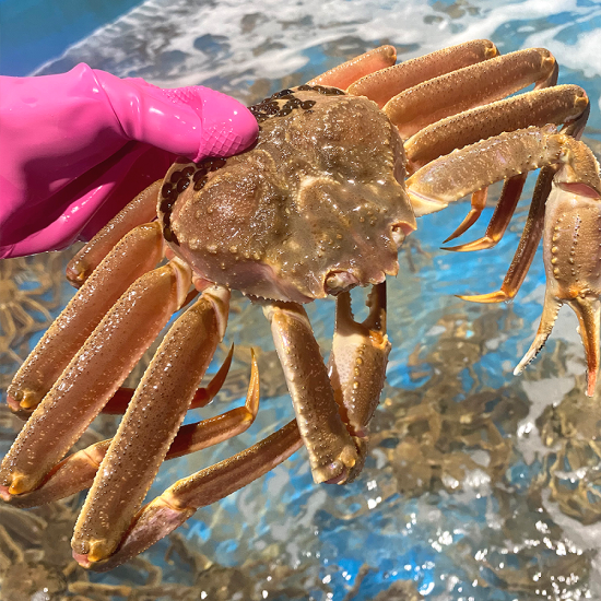 러시아 A등급 박달대게 3kg 자숙 찜 대게 수율보장 제철 대게