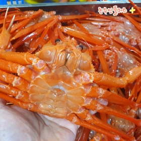 선주직송 제철 박달 홍게 자숙 3kg 붉은 대게 독도 인근 조업 포항 구룡포 수율보장 (8미 내외)