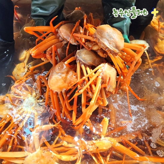 선주직송 제철 연지 홍게 자숙 3kg 붉은 대게 독도 인근 조업 포항 구룡포 홍게 실속형