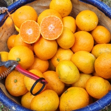 제주 고당도 제철 감귤 2kg 5kg 소과 로얄과 노지 조생 감귤 산지직송