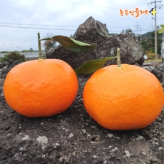 제주 레드향 고당도 프리미엄 가정용 설날 명절 선물세트 2kg 3kg 5kg