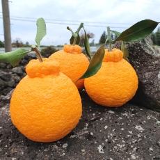 제주 고당도 프리미엄 한라봉 선물세트 가정용 설날 명절 선물세트