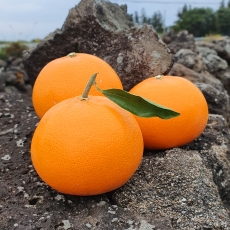제주 천혜향 고당도 프리미엄 가정용 설날 명절 선물세트 2kg 3kg 5kg