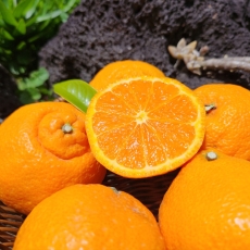 제주 프리미엄 카라향 15brix 이상 고당도 제주 귤 2kg 산지직송