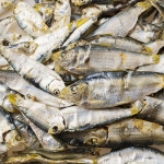 베트남산 밴댕이 150g (디포리)