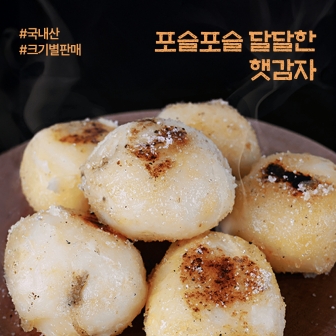 국내산 햇감자 수미 두백 홍 알 감자 2kg 3kg 5kg