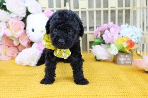 1% 베들링턴테리어