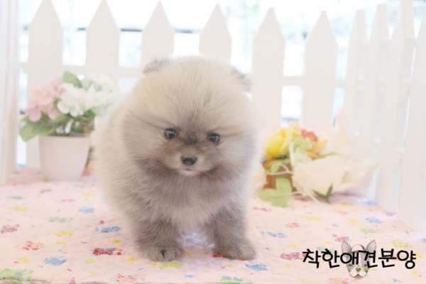 실버세이블 포메 실버세이블 포메