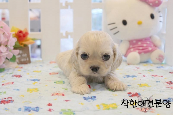 코카스파니엘 코카스파니엘