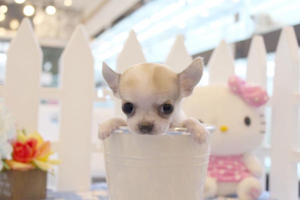 치와와 치와와