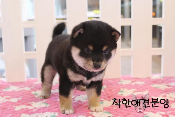 [국제공인혈통견] 시바견 [블랙탄]