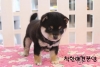 [국제공인혈통견] 시바견 [블랙탄]