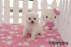폼피츠