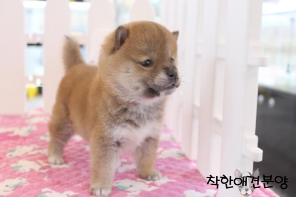 [국제공인혈통견] 시바견