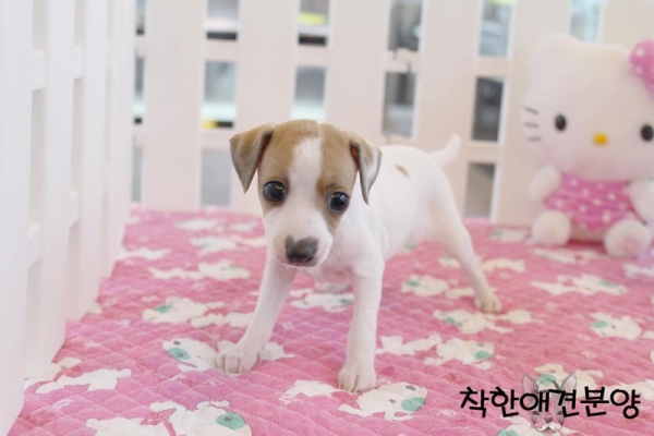 이탈리안 그레이하운드