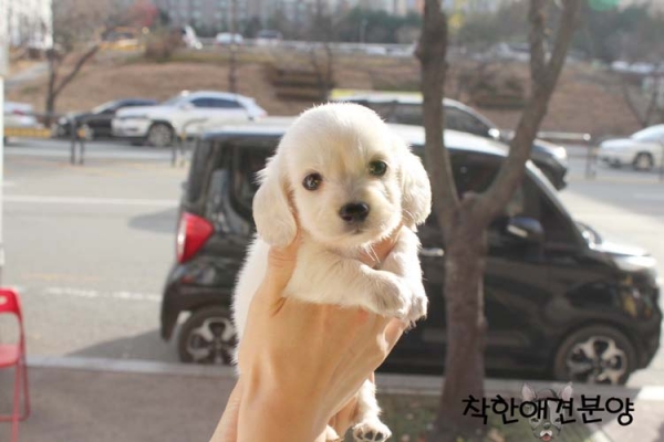 [국제공인혈통견] 퓨어크림 장모닥스훈트