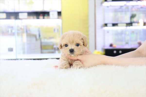 말티푸 분양 말티푸 분양