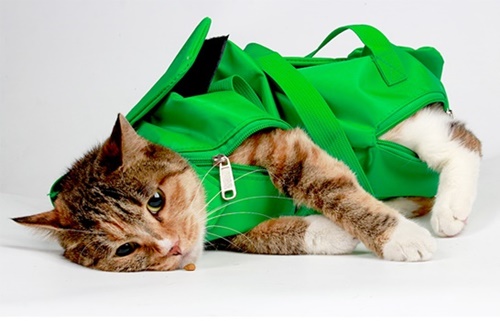 고양이 보정가방(Cat bag)