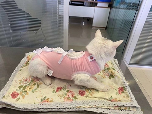 환묘복
