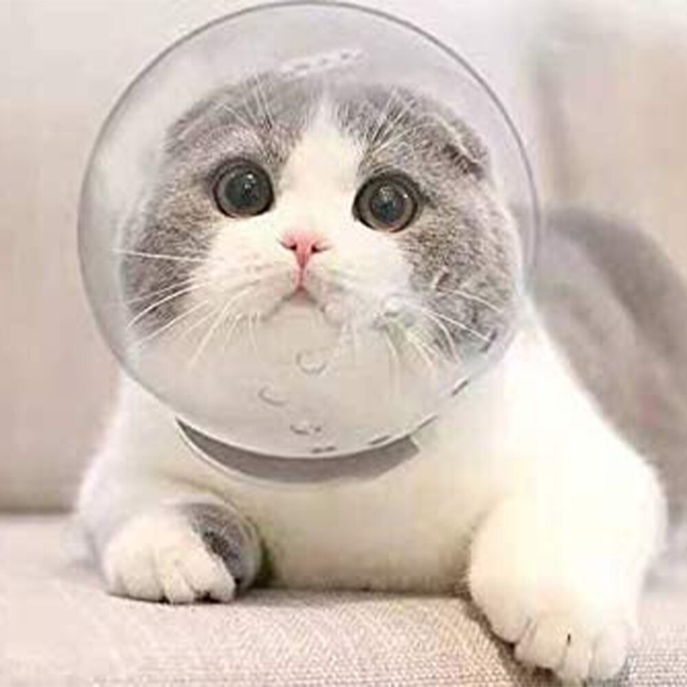 켓 머즐(cat muzzle)