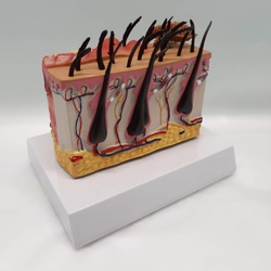 정상피부 모델