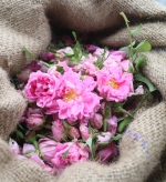 히말라얀 로즈 프리마 세럼(Himalayan Rose Prima Serum)