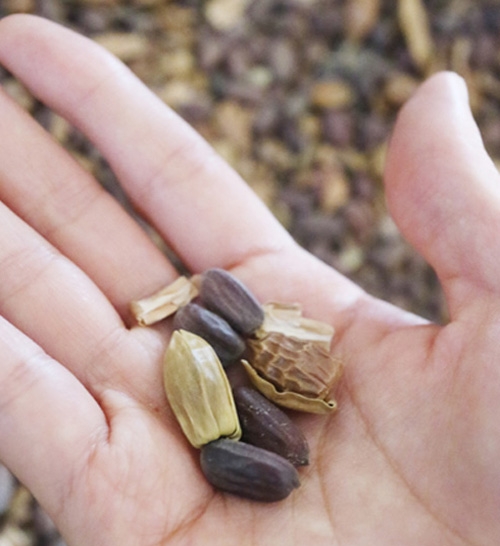 히말라얀 로즈 프리마 세럼(Himalayan Rose Prima Serum)