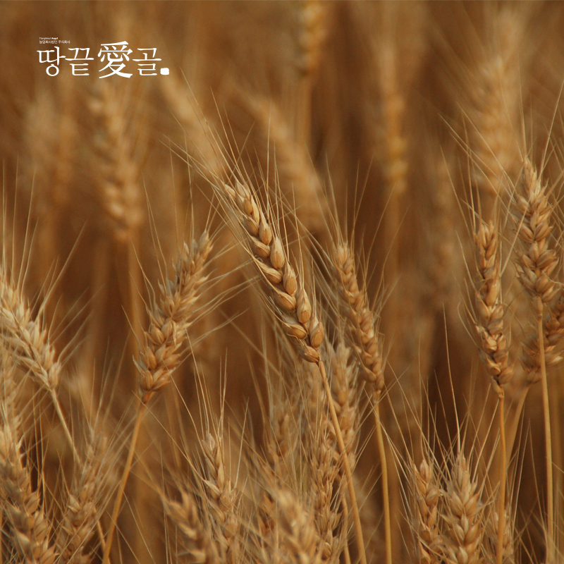 2025 땅끝애골 찰보리 10kg