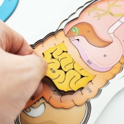 인체내부 입체 퍼즐