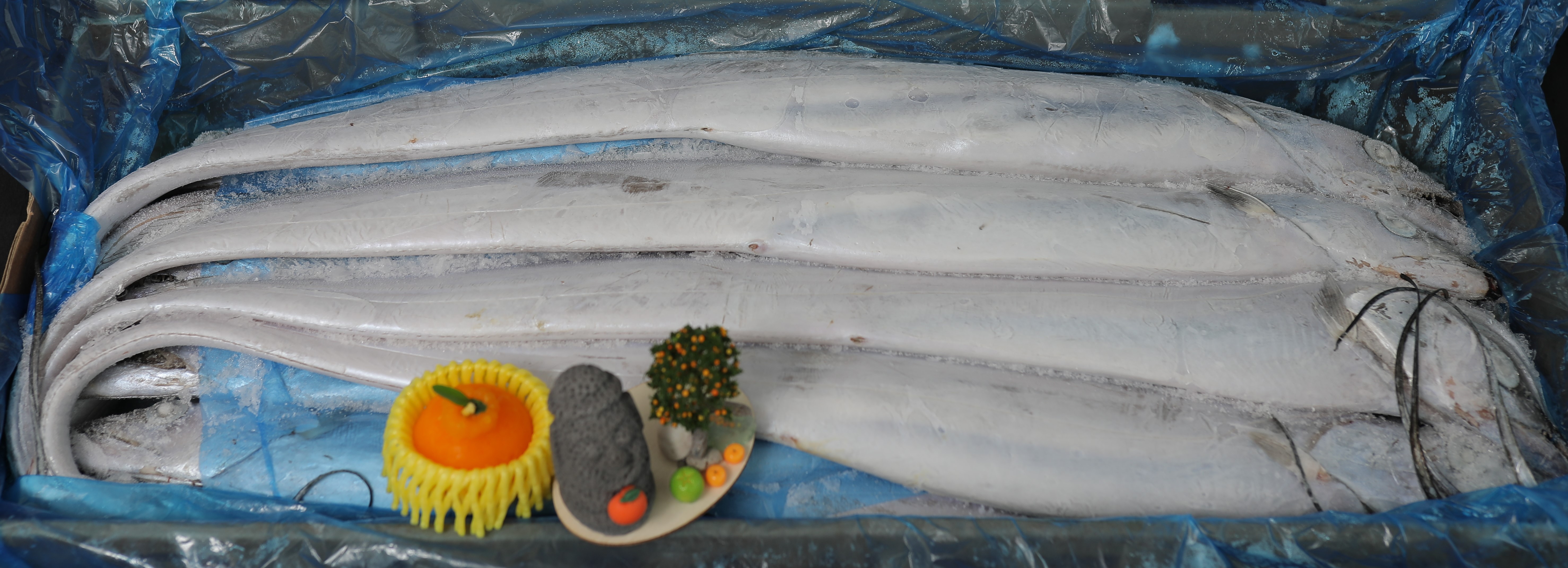 선상냉동갈치 11-13미