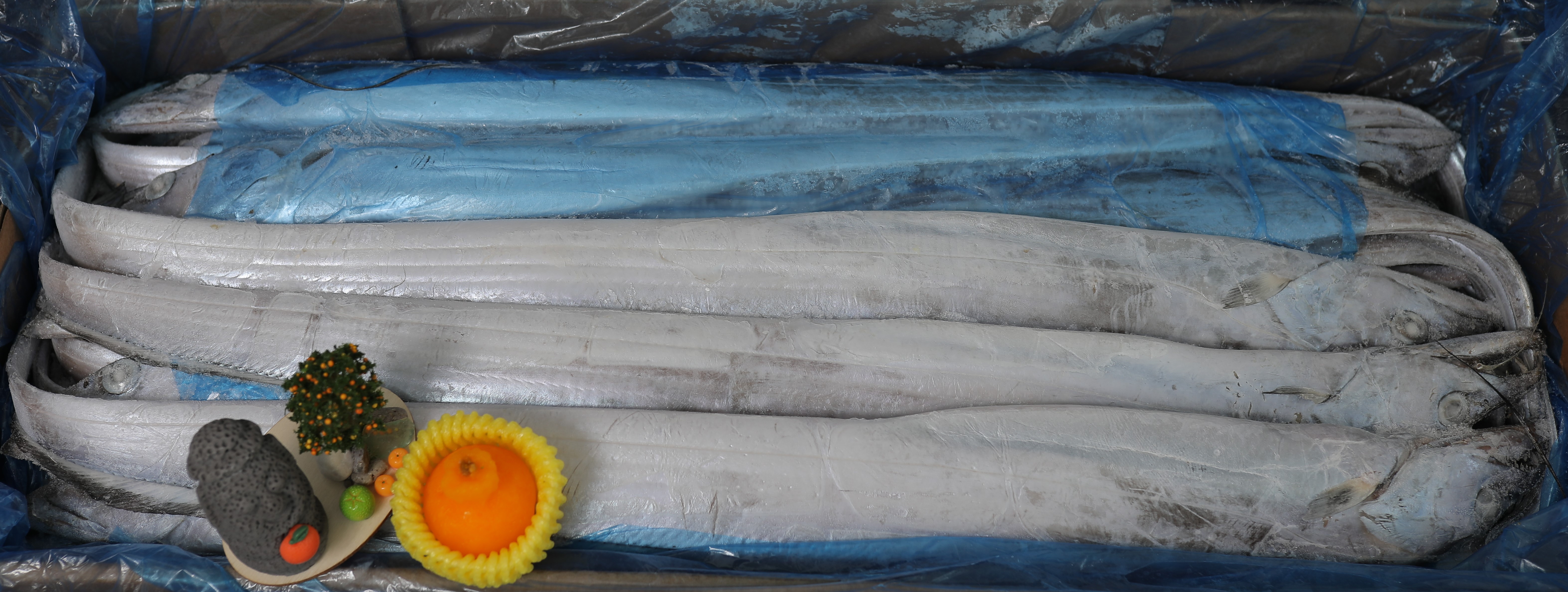 선상냉동갈치 17-19미