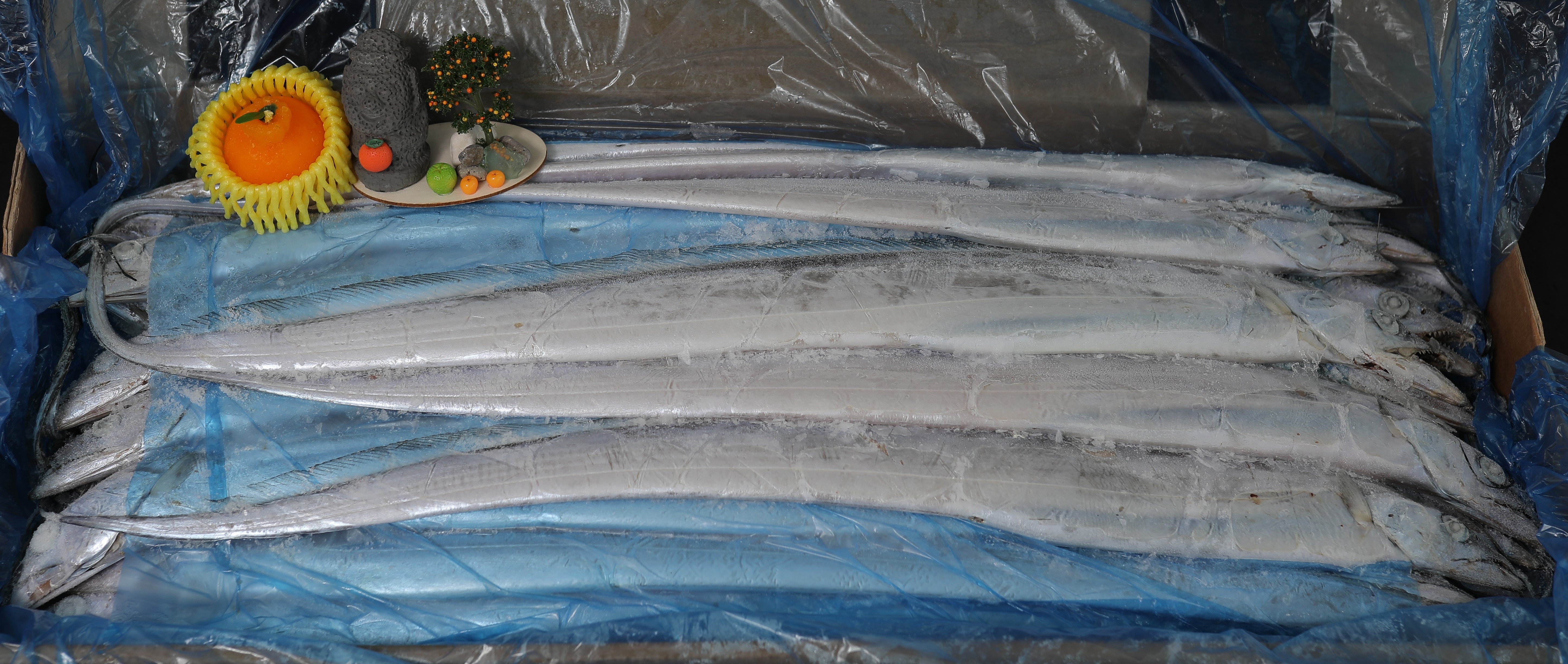 선상냉동갈치 23-25미