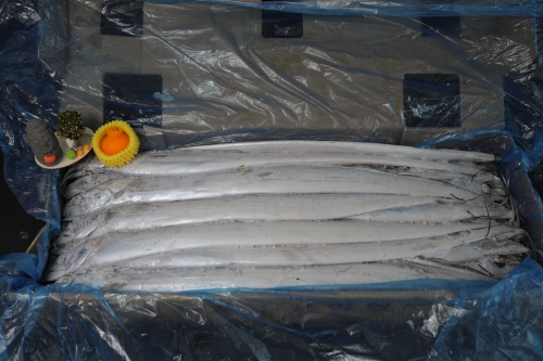 선상냉동갈치 32-33미