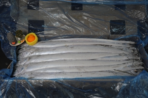 선상냉동갈치 41-45미