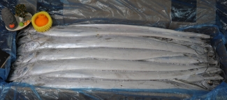 선상냉동갈치 41-45미