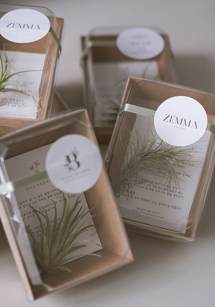 틸란드시아 답례품 (선물 완포장)