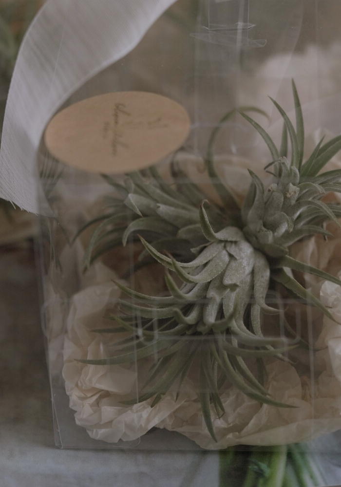 식물 화초 화분 답례품 (핸들 패키지 완포장)