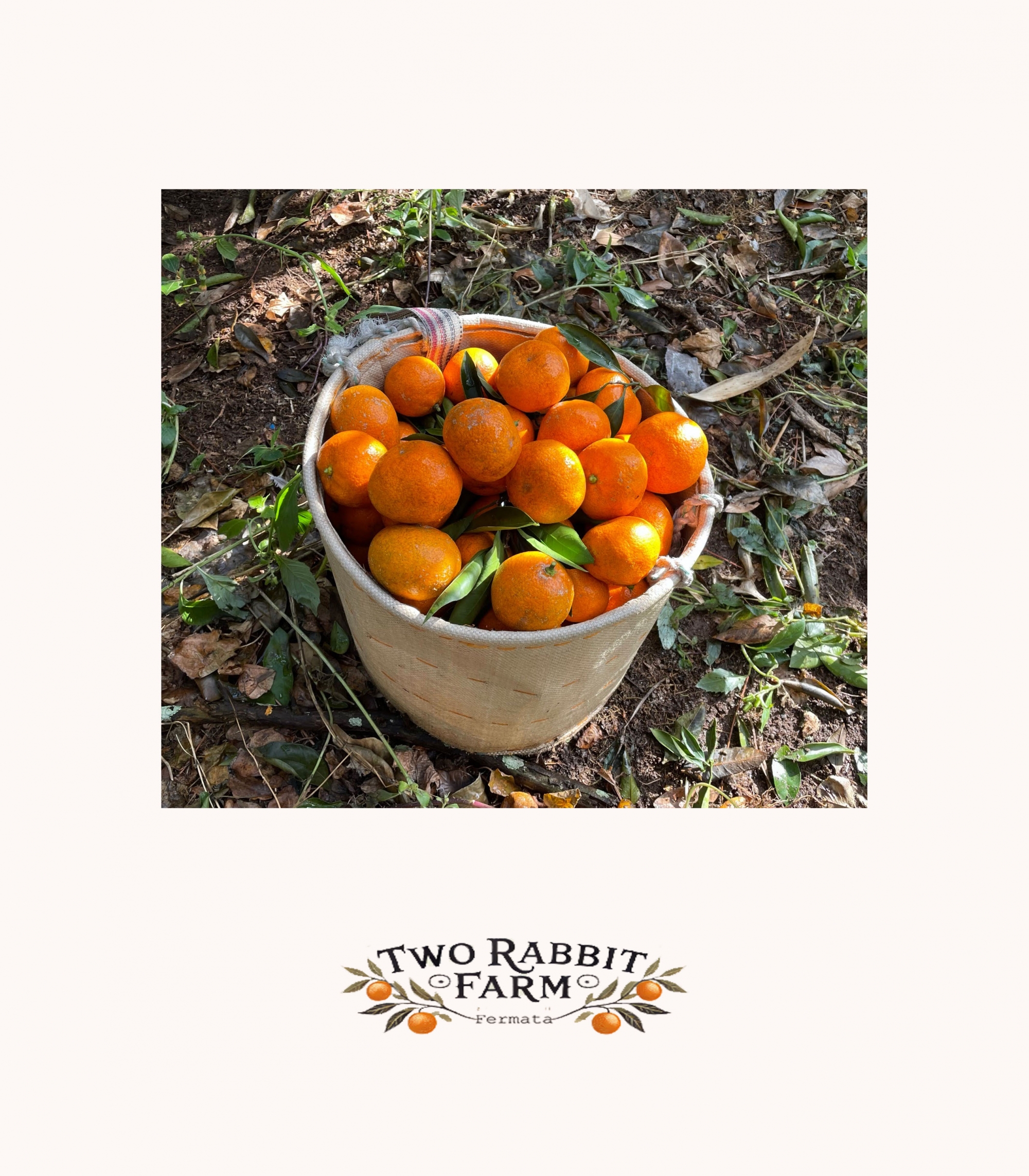 Tangerine