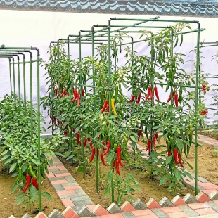 갱플 정원 포도 넝쿨 식물 지지대 원예용 플라스틱 지주봉 텃밭 180cm