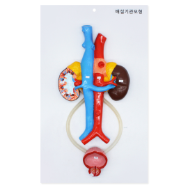 배설기관모형