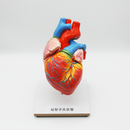 심장구조모형