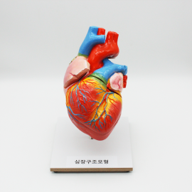 심장구조모형