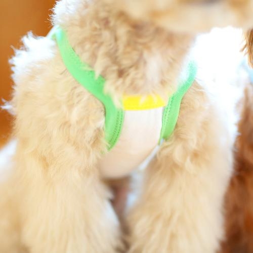 펫츠랜드 캔디팝크롭나시티 2 color S-2XL